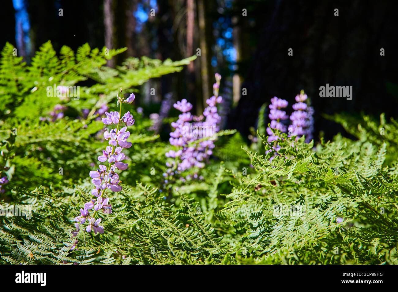 Serene forest meadow wildflowers hi-res stock photography and images ...