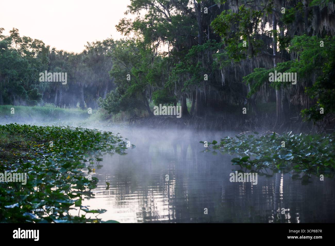 Spanish moss covered trees in fog Stock Photo