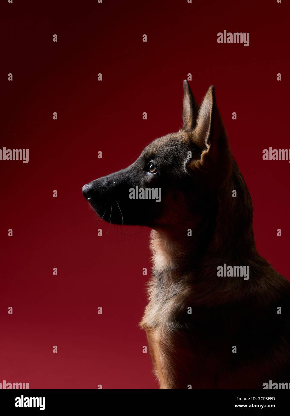 A wolfdog puppy looks upwards against a red background, appearing alert and curious. The warm lighting complements the rich tones. Stock Photo