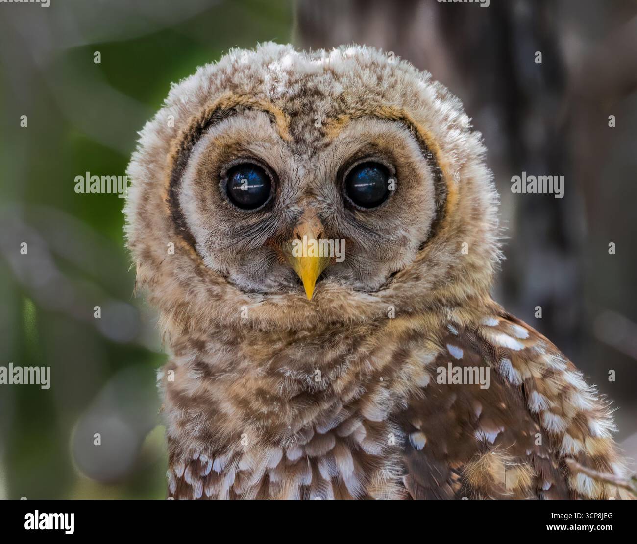 Strix Vari Juvenile Barred Owl (Strix varia) near Cedar Key, Florida Stock Photo ...