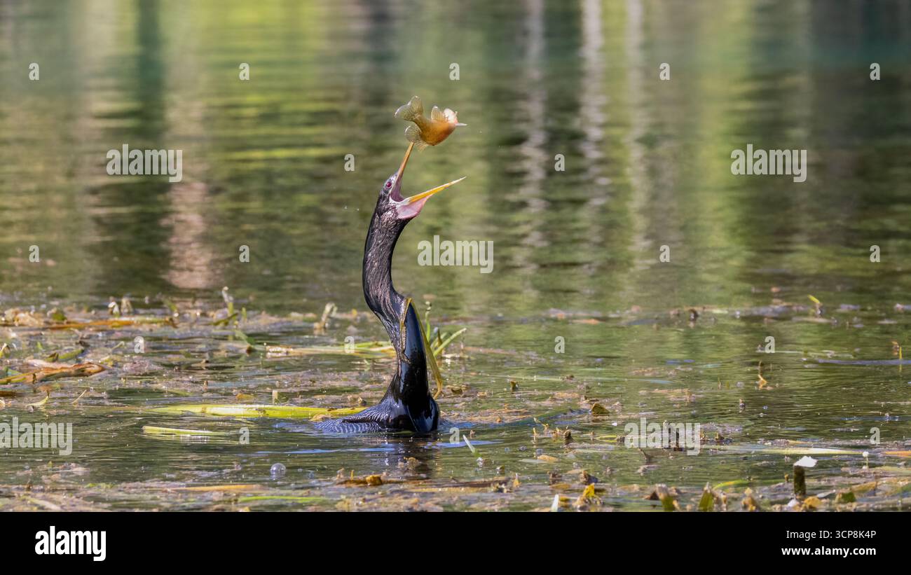 Tposing Fish An anhinga tossing a fish in the air to swallow it Stock Photo - Alamy