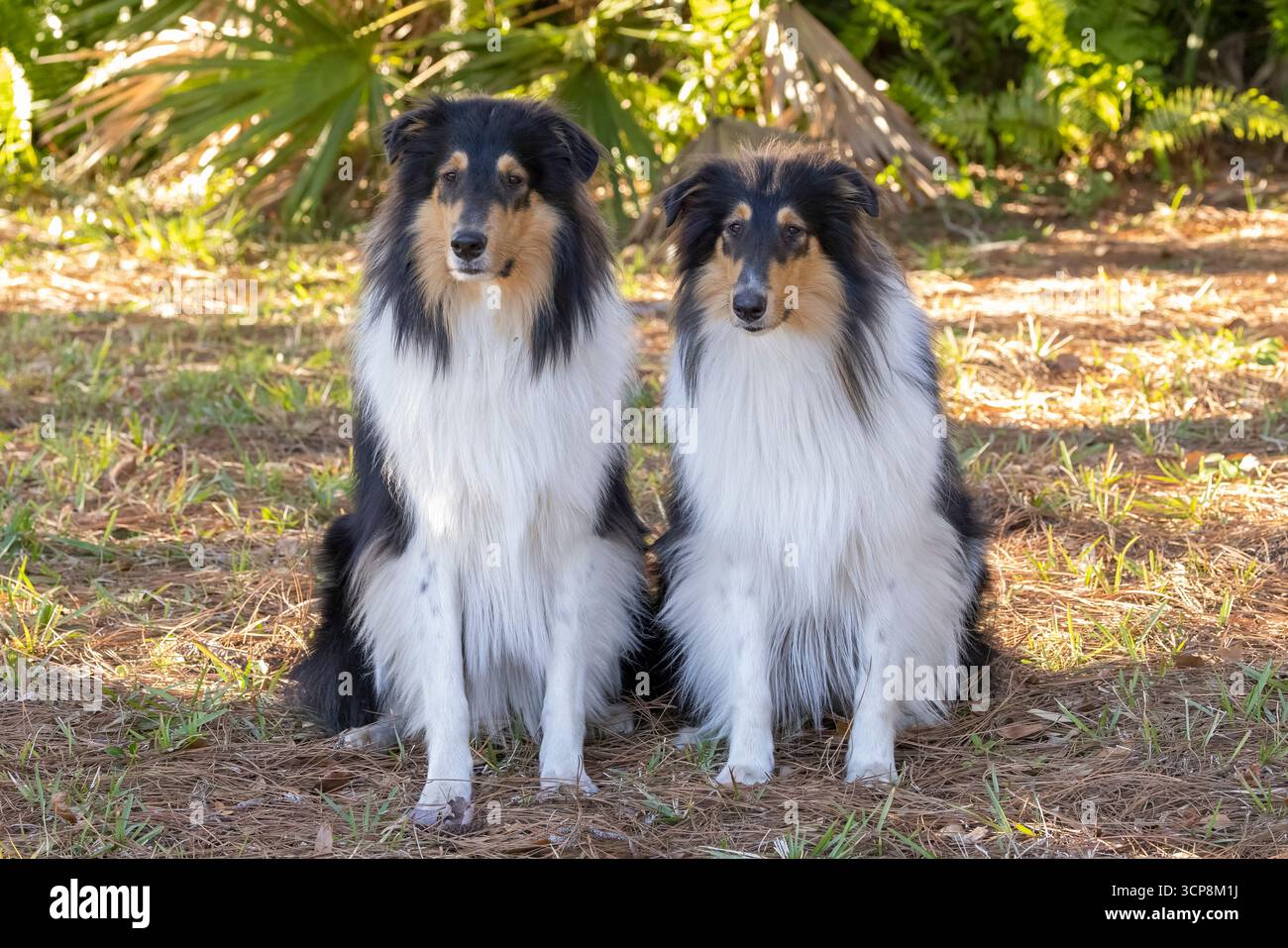 Two tricolored collies sitting next to each other Stock Photo - Alamy
