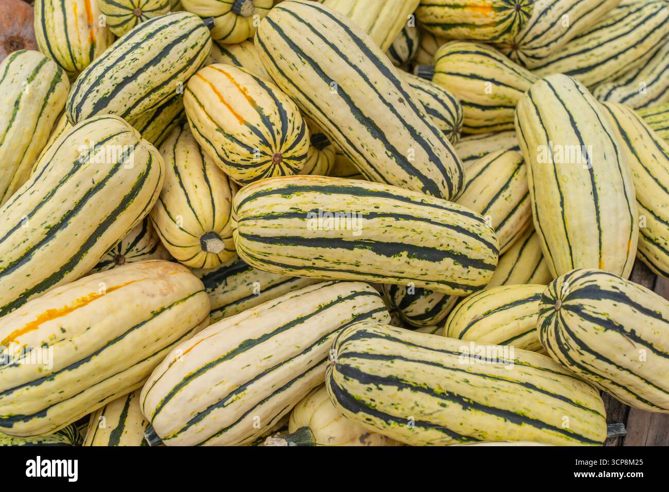 Sweet and nutty Delicata squash, freshly harvested and ready for your favorite fall recipes Stock Photo