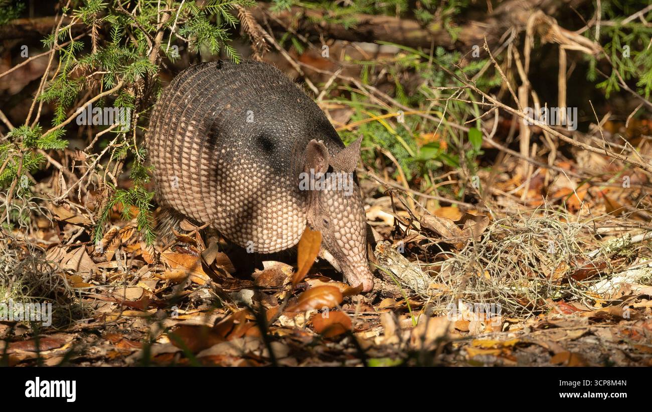Nine banded armadillo isolated hi-res stock photography and images - Alamy