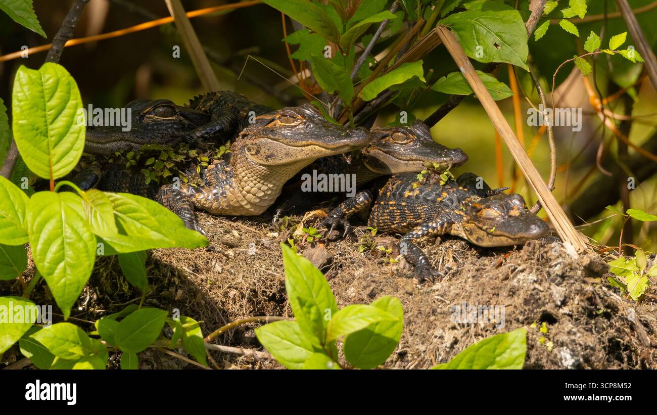 American alligators hi-res stock photography and images - Alamy