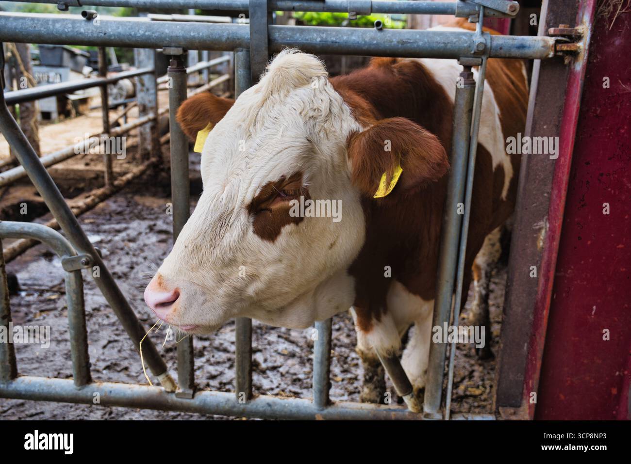 Brown and white bull standing in barn stall on beef cattle farm Stock ...