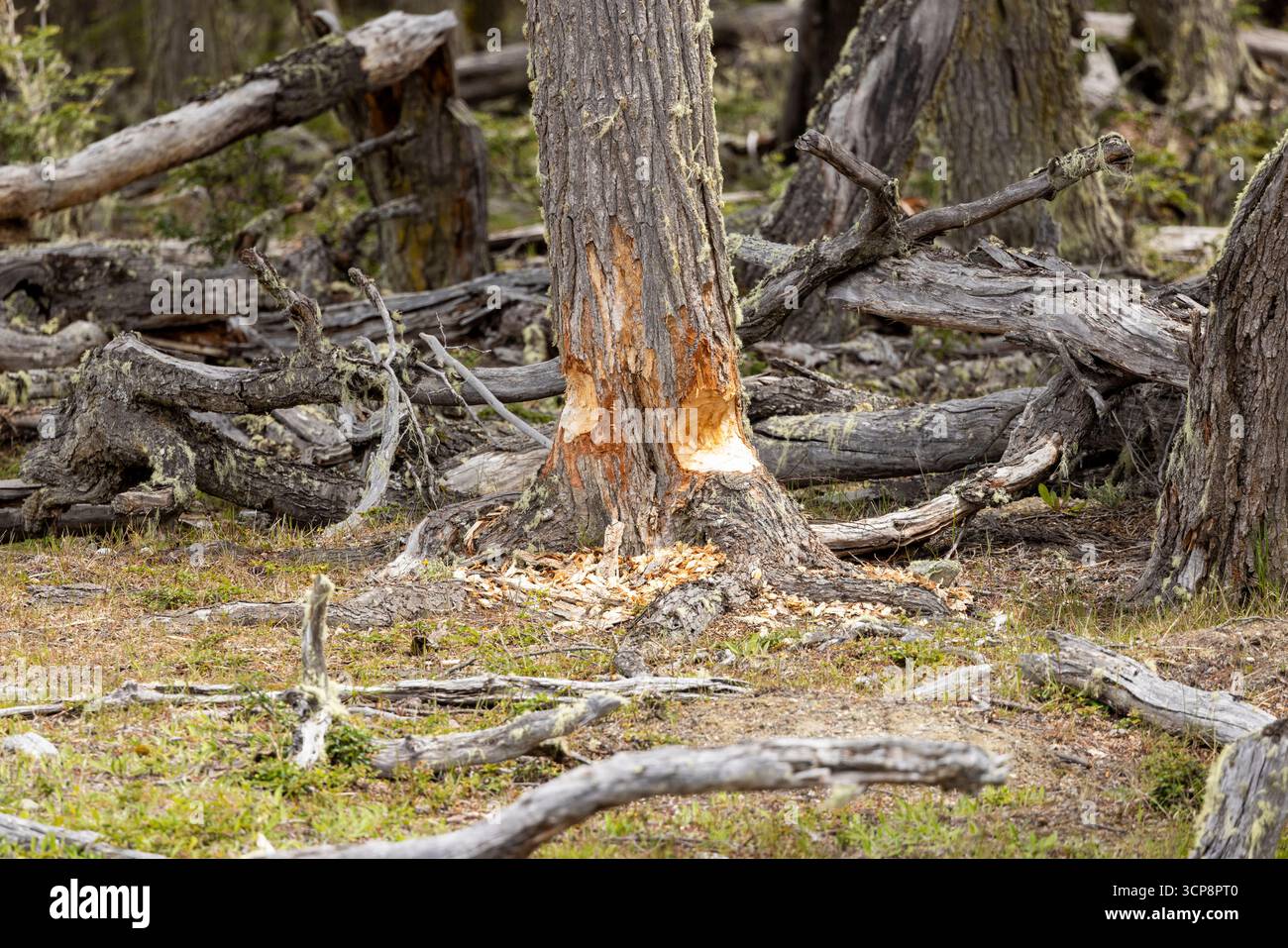 Evidence of beaver activity on a large tree in Tierra del Fuego Stock ...