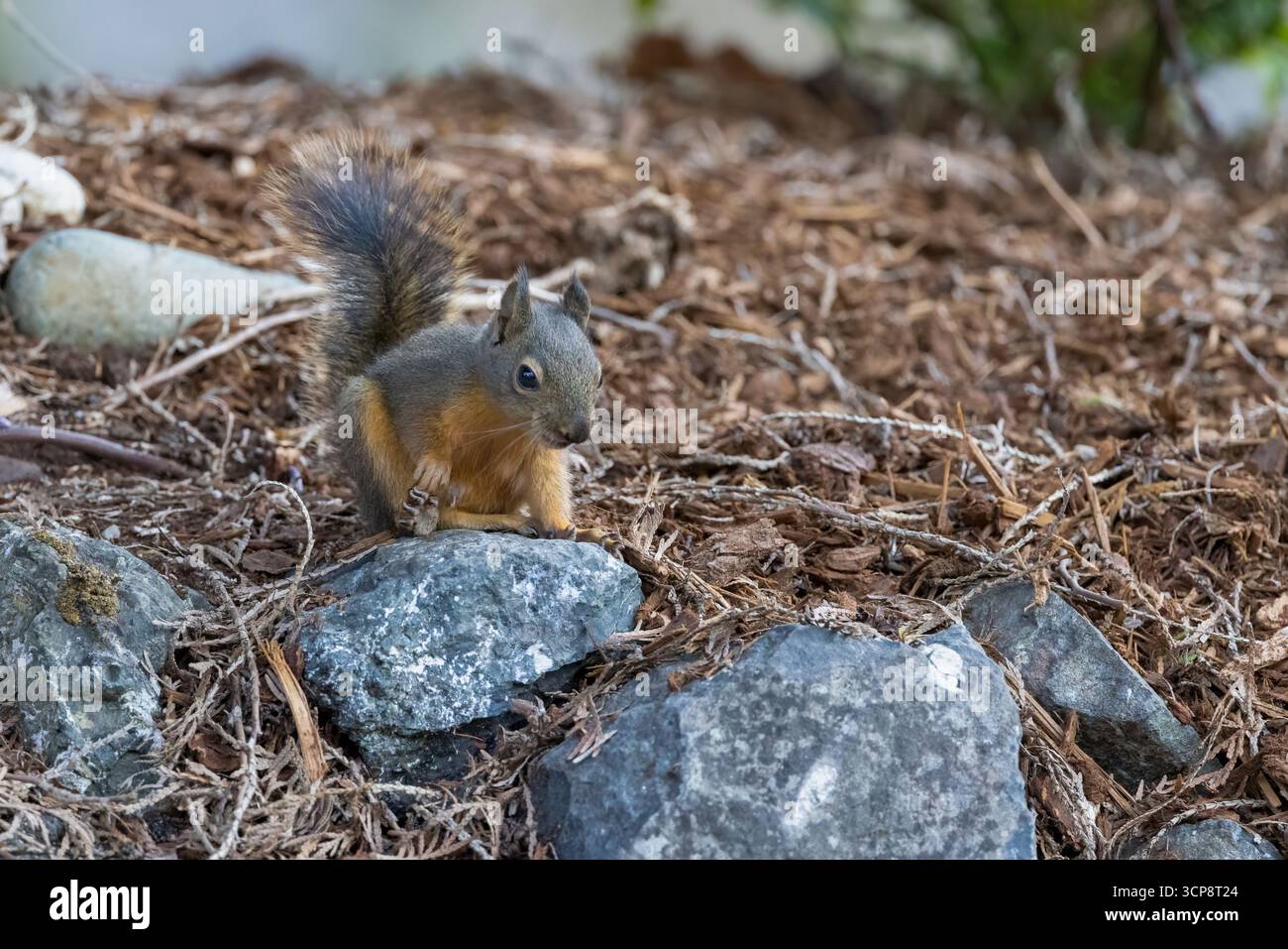 A Douglas Squirrel Sitting On A Rock And Scratching Himself Stock Photo