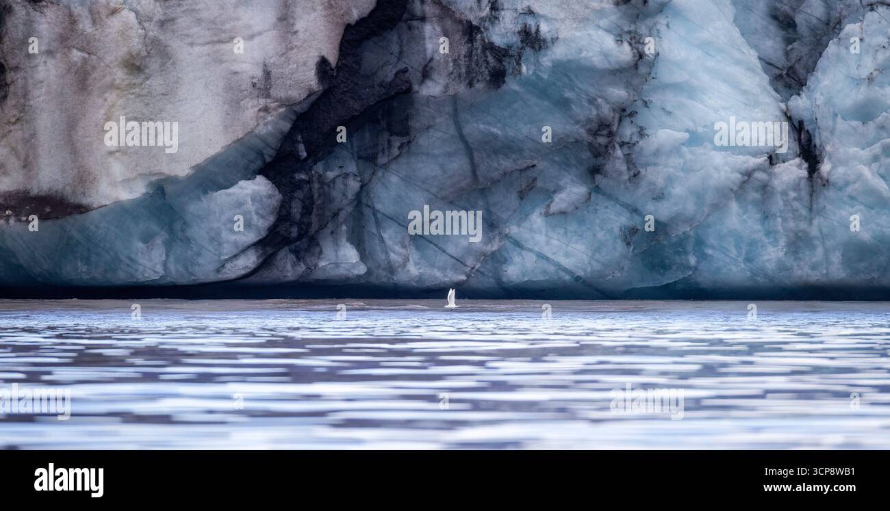 An ivory gull flying low over the water in front of a tidewater glacier along the Blosseville Coast in Greenland Stock Photo