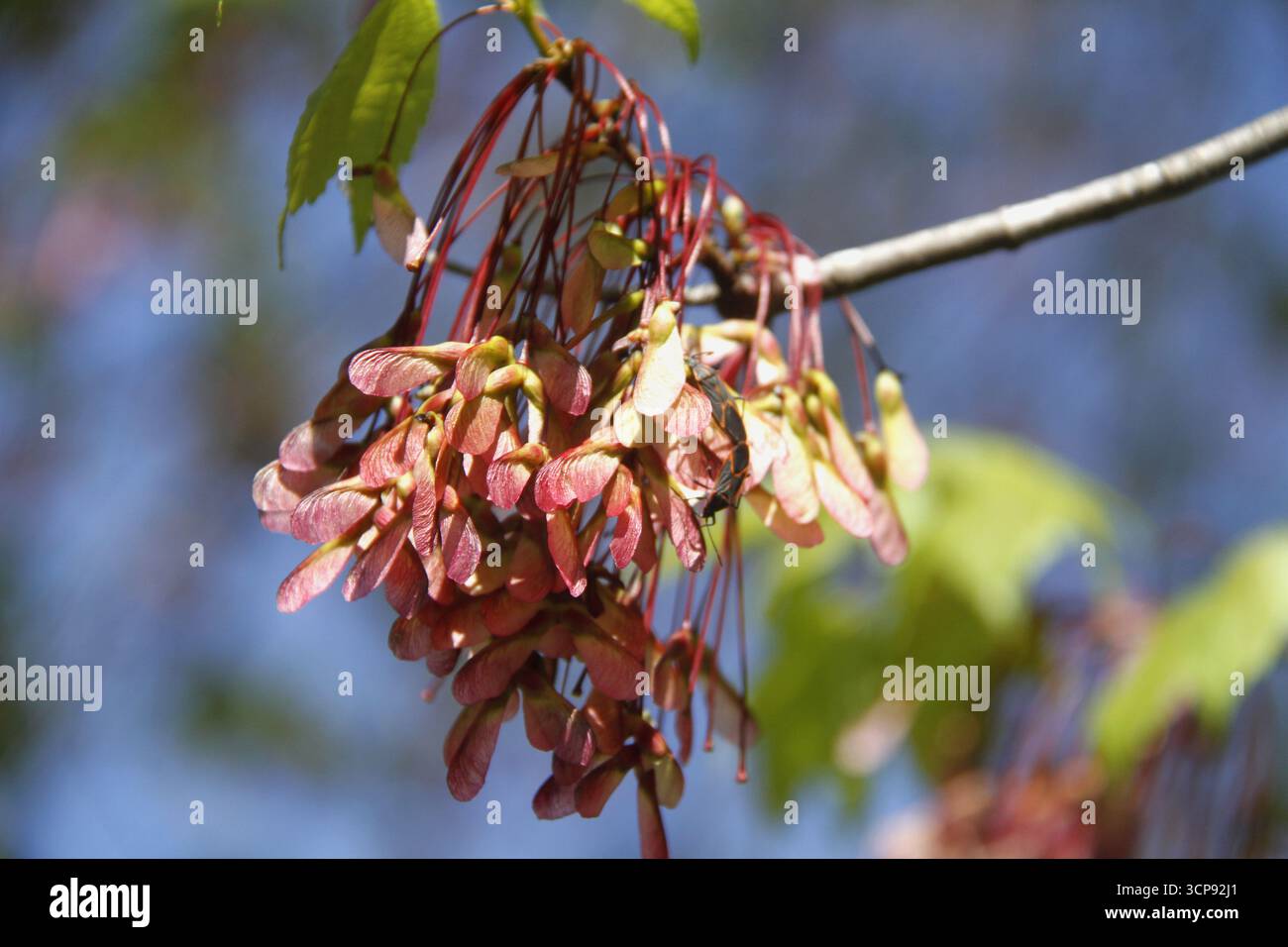 Maple tree's seeds hanging from the branches Stock Photo