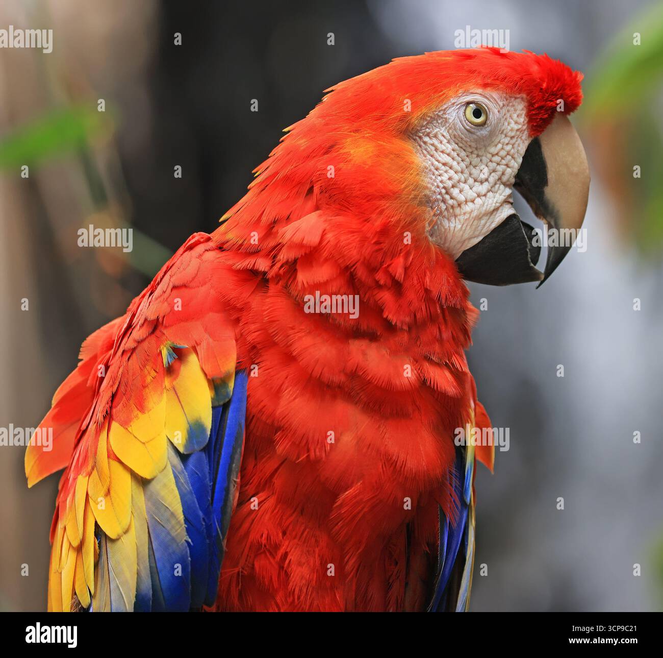 Scarlet Red Yellow and Blue Parrot Stock Photo - Alamy