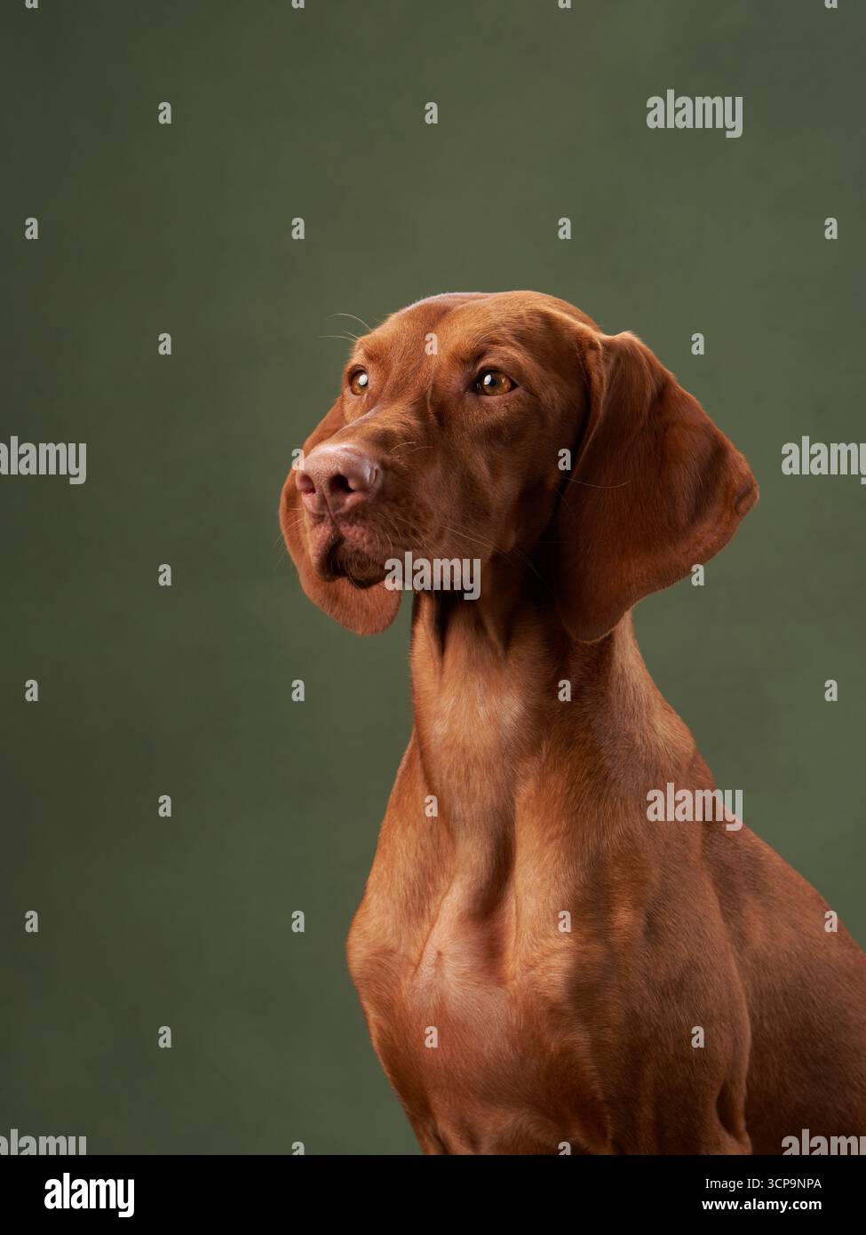 A Viszla dog looks up curiously, ears slightly raised, set against a deep green backdrop. Its shiny coat and muscular build highlight its agility. Stock Photo