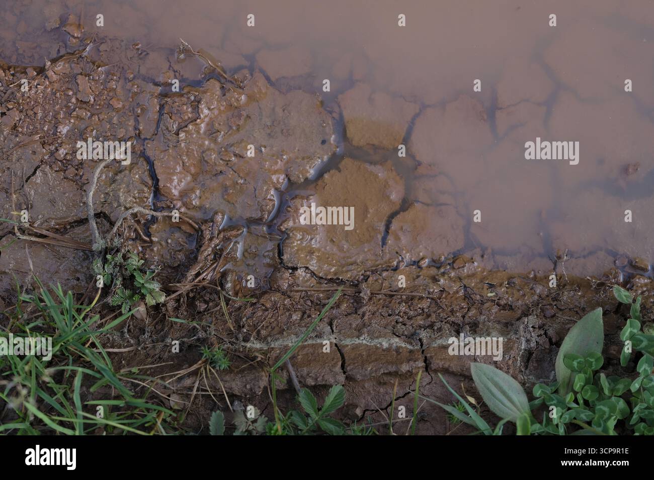 Pheozems hi-res stock photography and images - Alamy