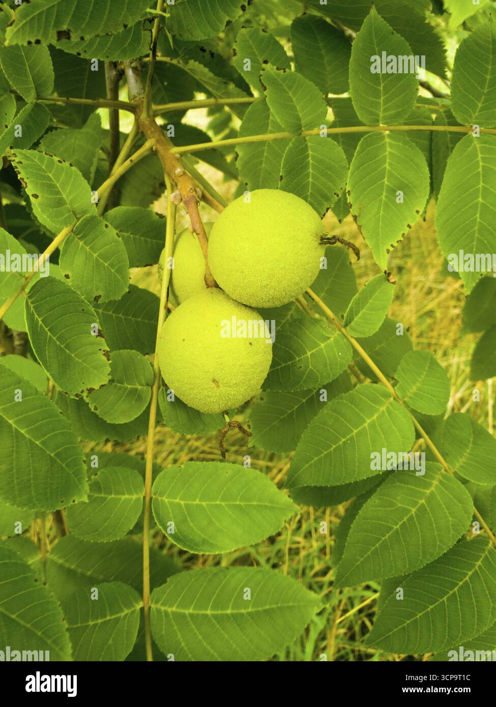Unripe walnuts on a tree with dense green foliage in the garden, black walnut (Juglans nigra), walnut family, Ilsede, Lower Saxony, Germany Stock Photo