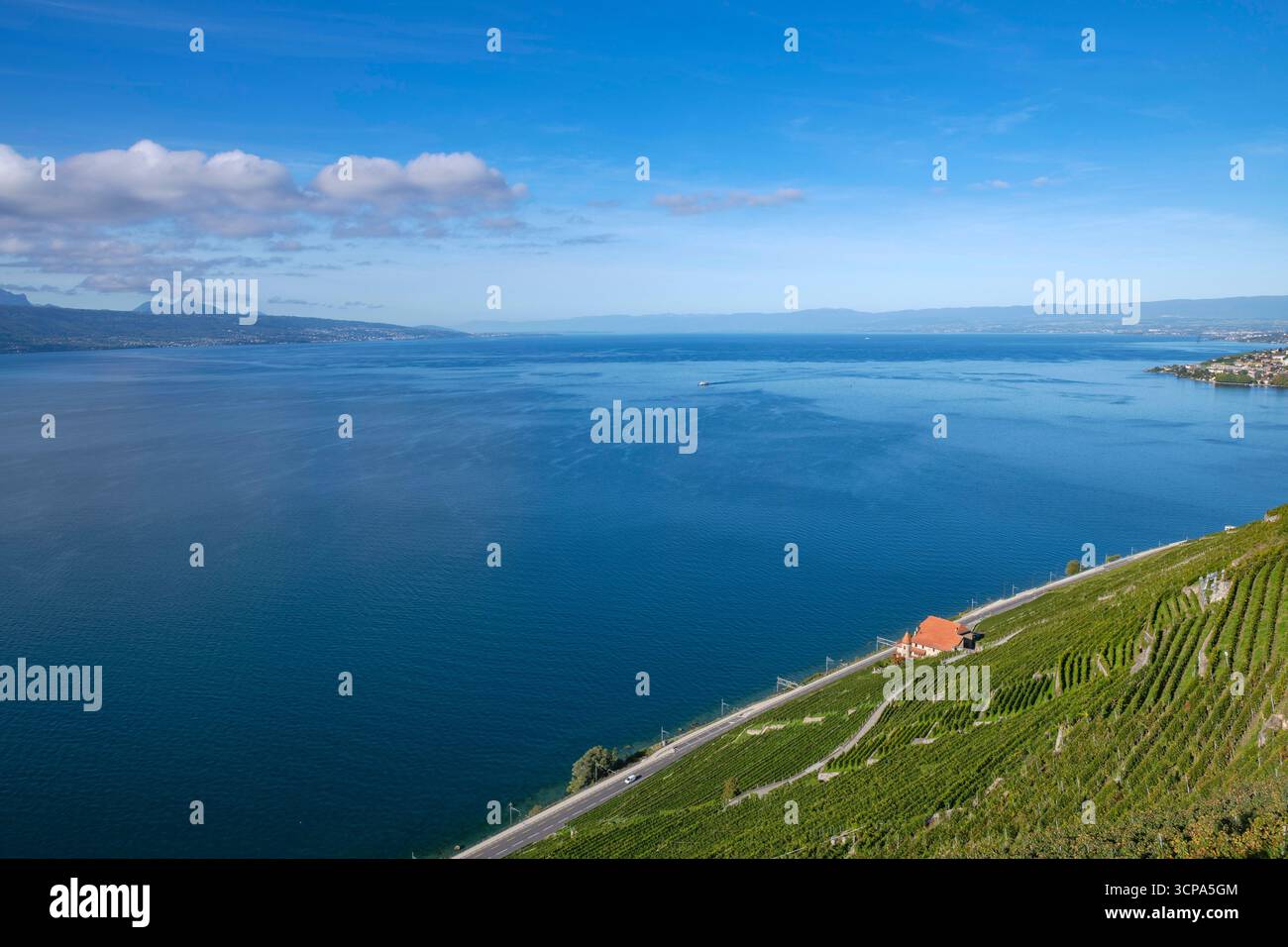 Suisse, Schweiz, Switzerland, Vaud, Waadt, Canton de Vaud, Kanton Waadt, Puidoux, UNESCO, Lavaux, vignoble, Weinberg, vineyard, Dézaley, Clos des Abba Stock Photo