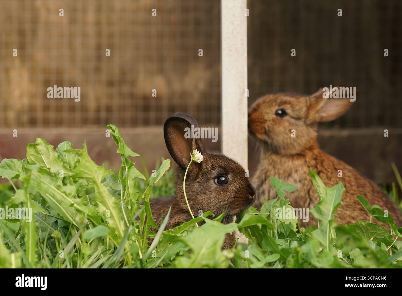 Closeup view of one month old cute baby rabbits first time outside of ...
