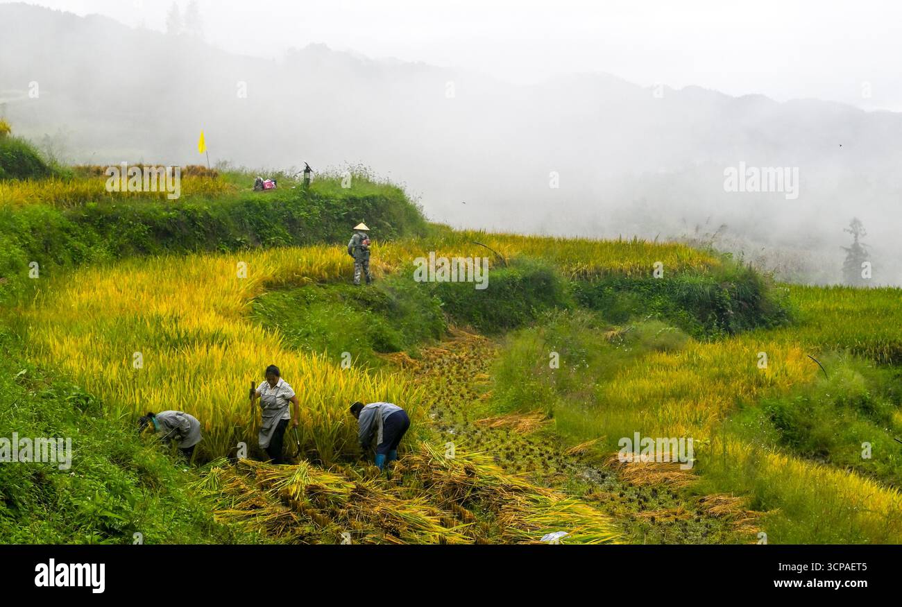 Farmers harvest rice in the terraced field in Chongqing, China, 23 ...