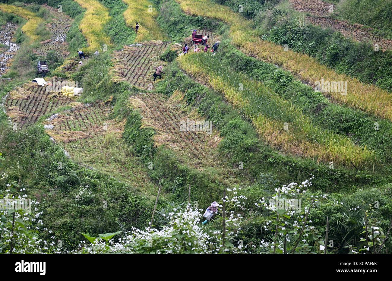 Farmers harvest rice in the terraced field in Chongqing, China, 23 ...