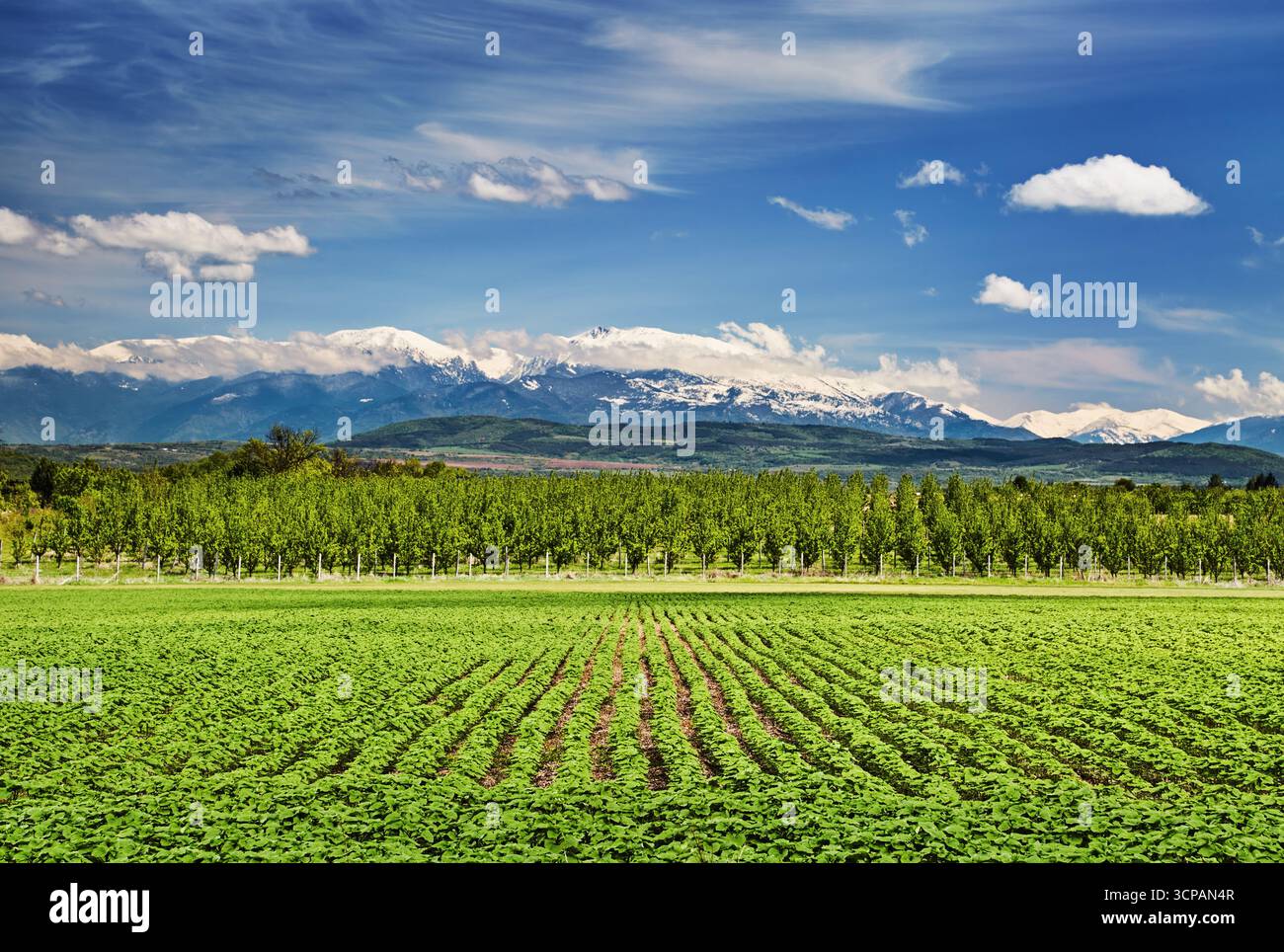 Landscape with snowy mountains, fruit gardens and agricultural field in Bulgaria Stock Photo