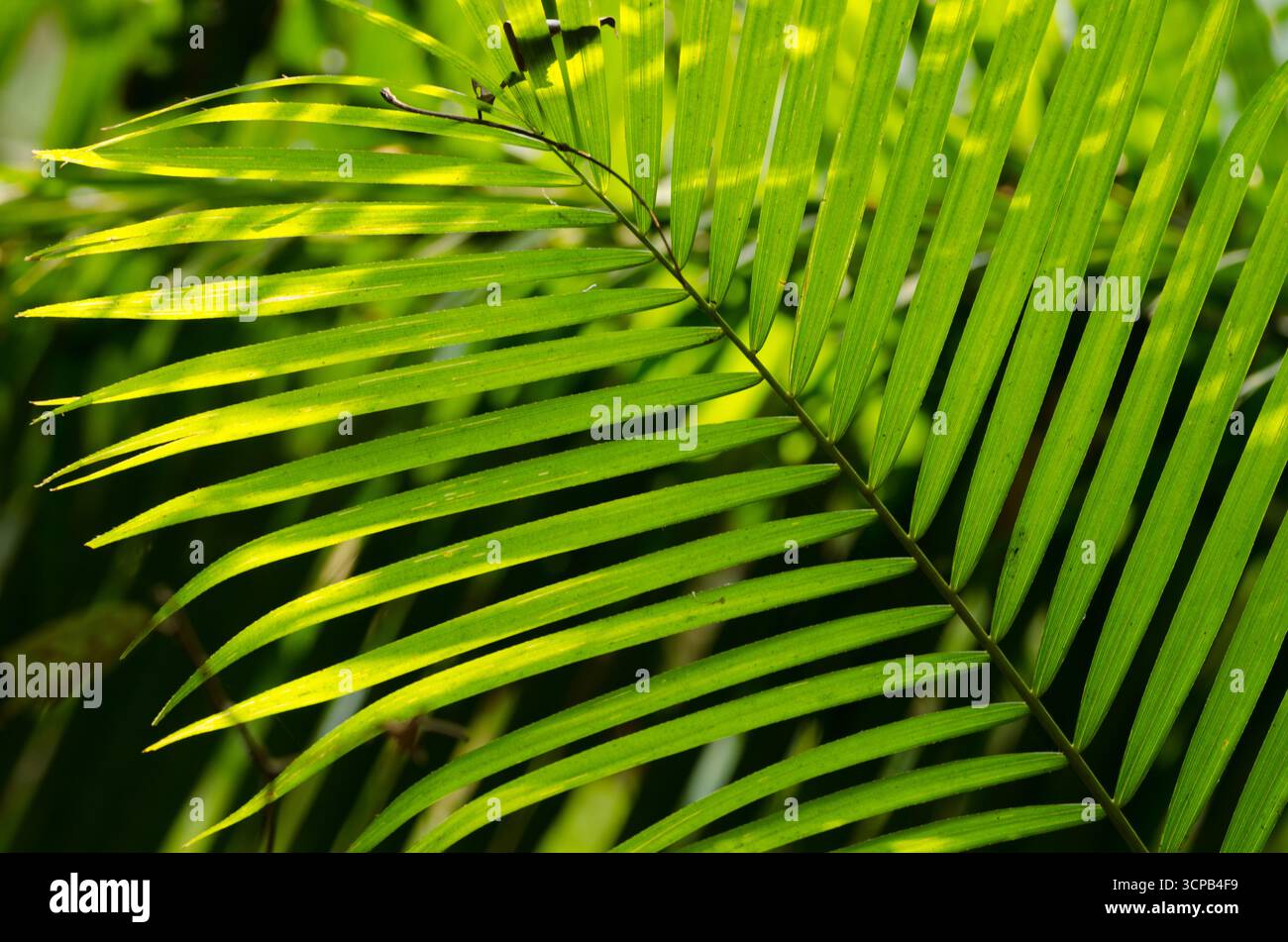 Rattan palm plant hi-res stock photography and images - Alamy