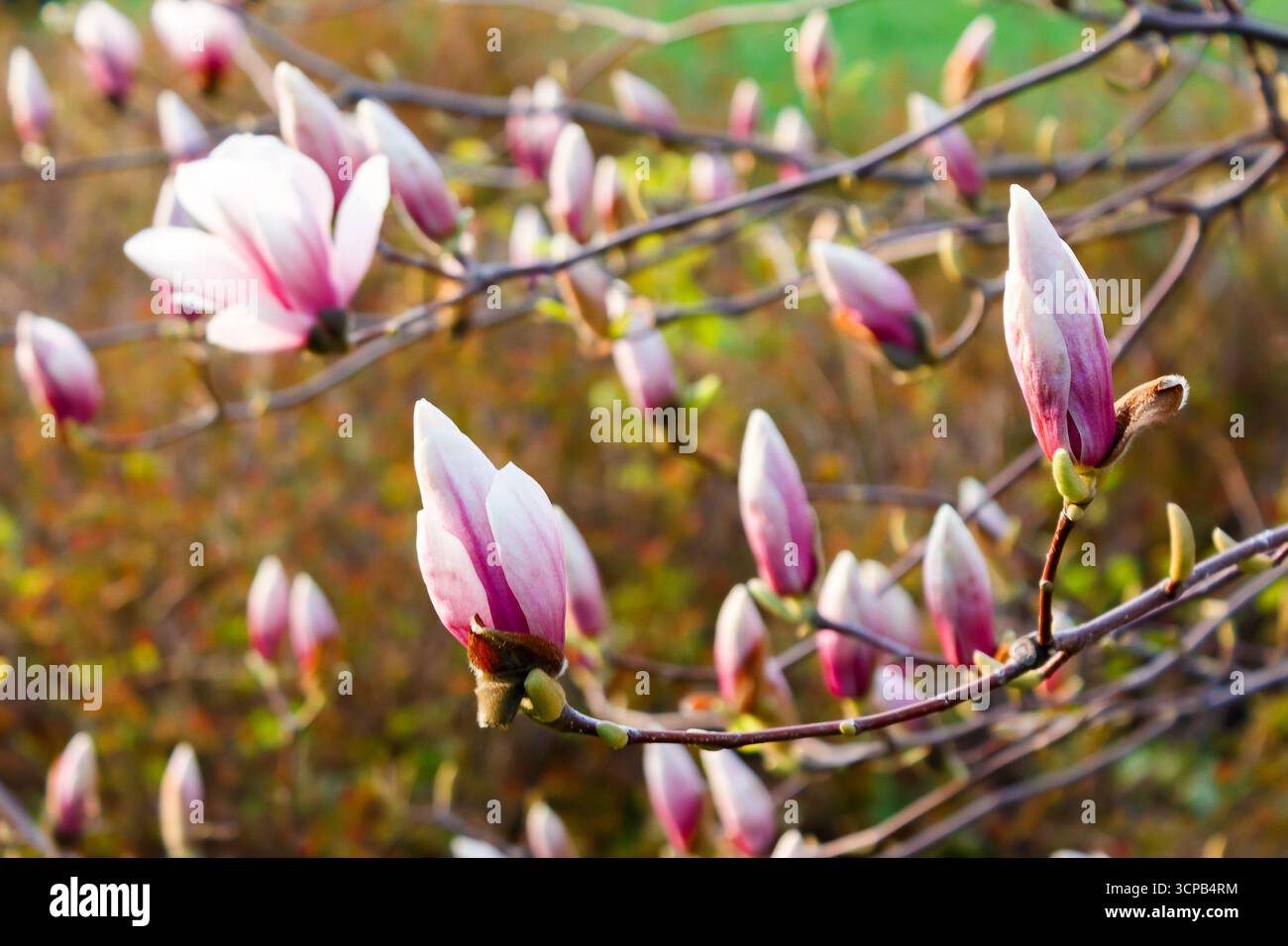 magnolia tree blossom in springtime. tender pink flowers bathing in morning sunlight. warm april weather in transcarpathia Stock Photo