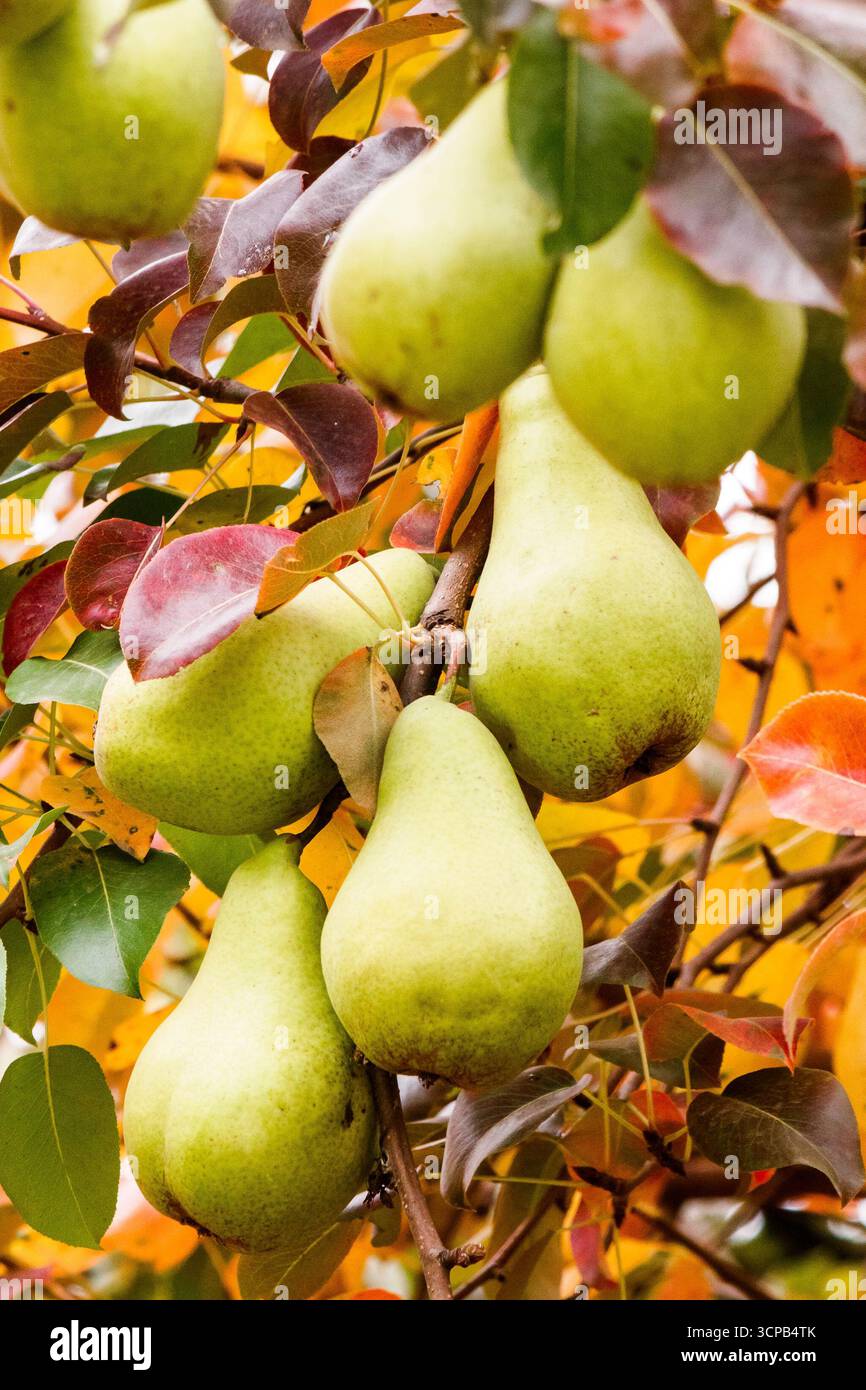 pear tree in autumn. ripe green fruits in the garden. close up of branch with hanging harvest. natural organic background of rustic orchard with color Stock Photo