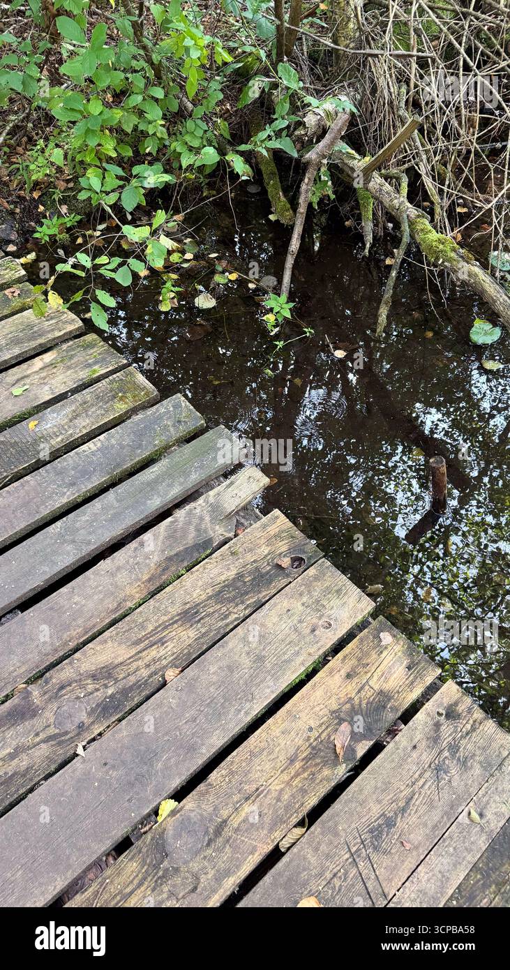 Wooden boardwalk over a dark, still water body surrounded by lush green vegetation. Reflections of trees visible in the water. Stock Photo