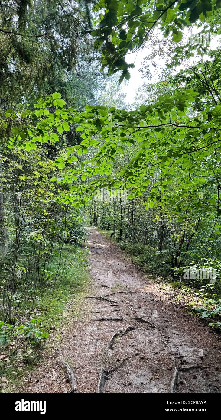 A serene forest path surrounded by lush green foliage. The trail is ...