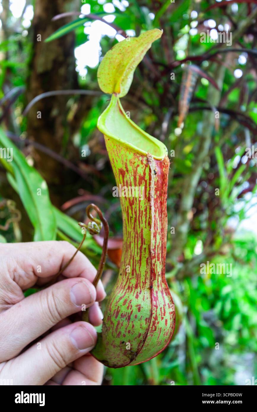 Hand holding a pitcher plant of the genus Nepenthes in a forest in Ifugao, Philippines Stock Photo