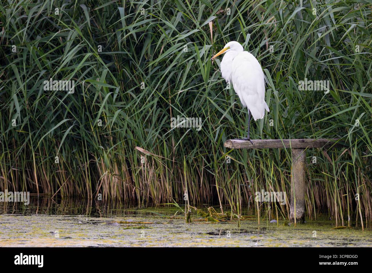 Great White Egret Stock Photo