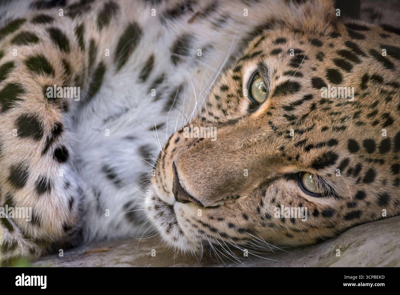 Amur leopard Stock Photo