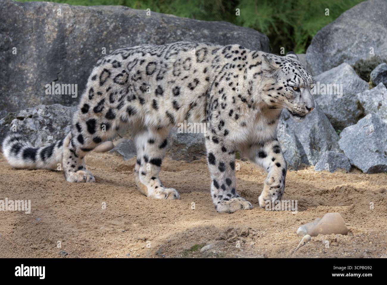 Snow leopard Stock Photo