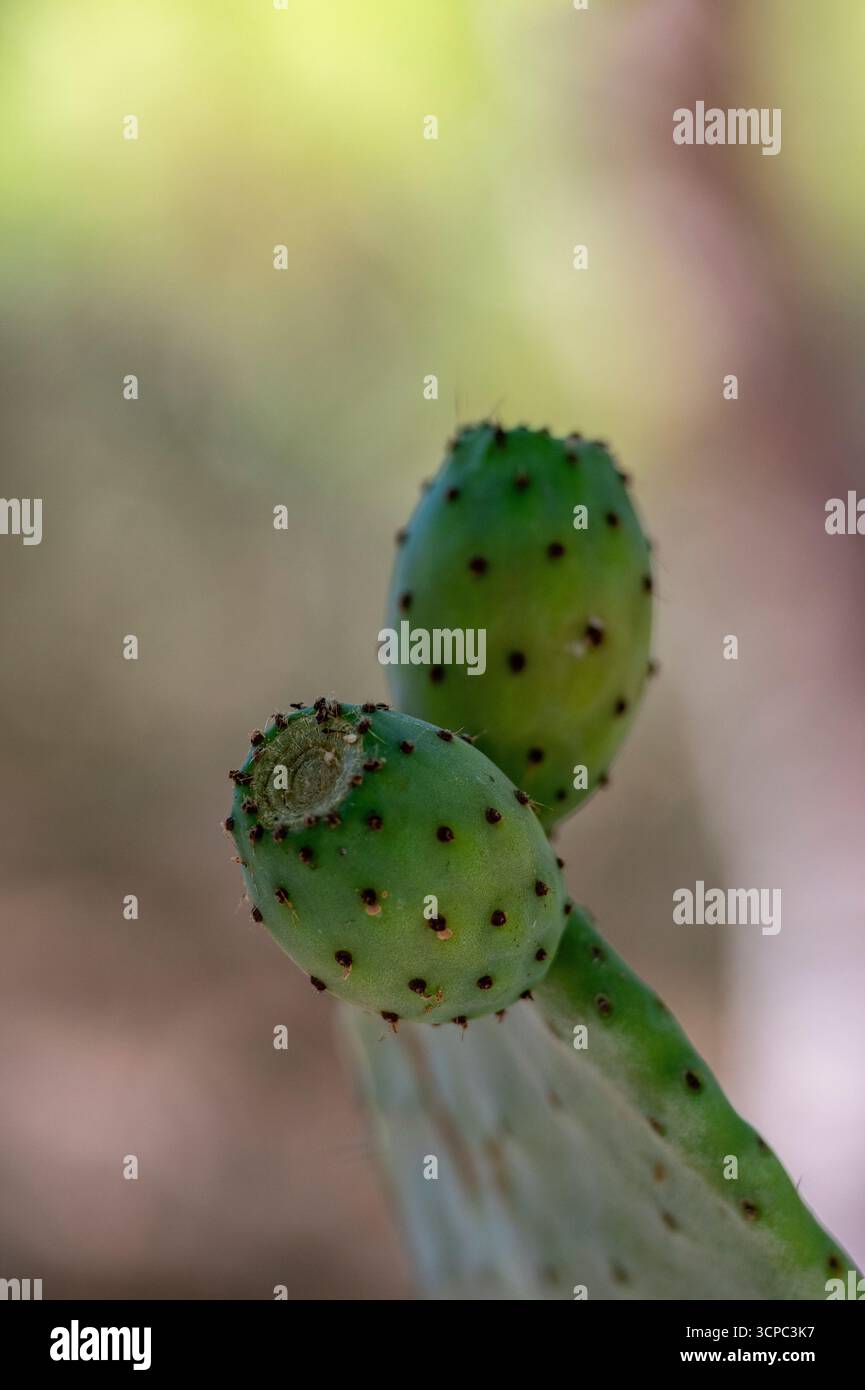 cactus bio skin Cactus Gel – Nature foody to your skin main image 1