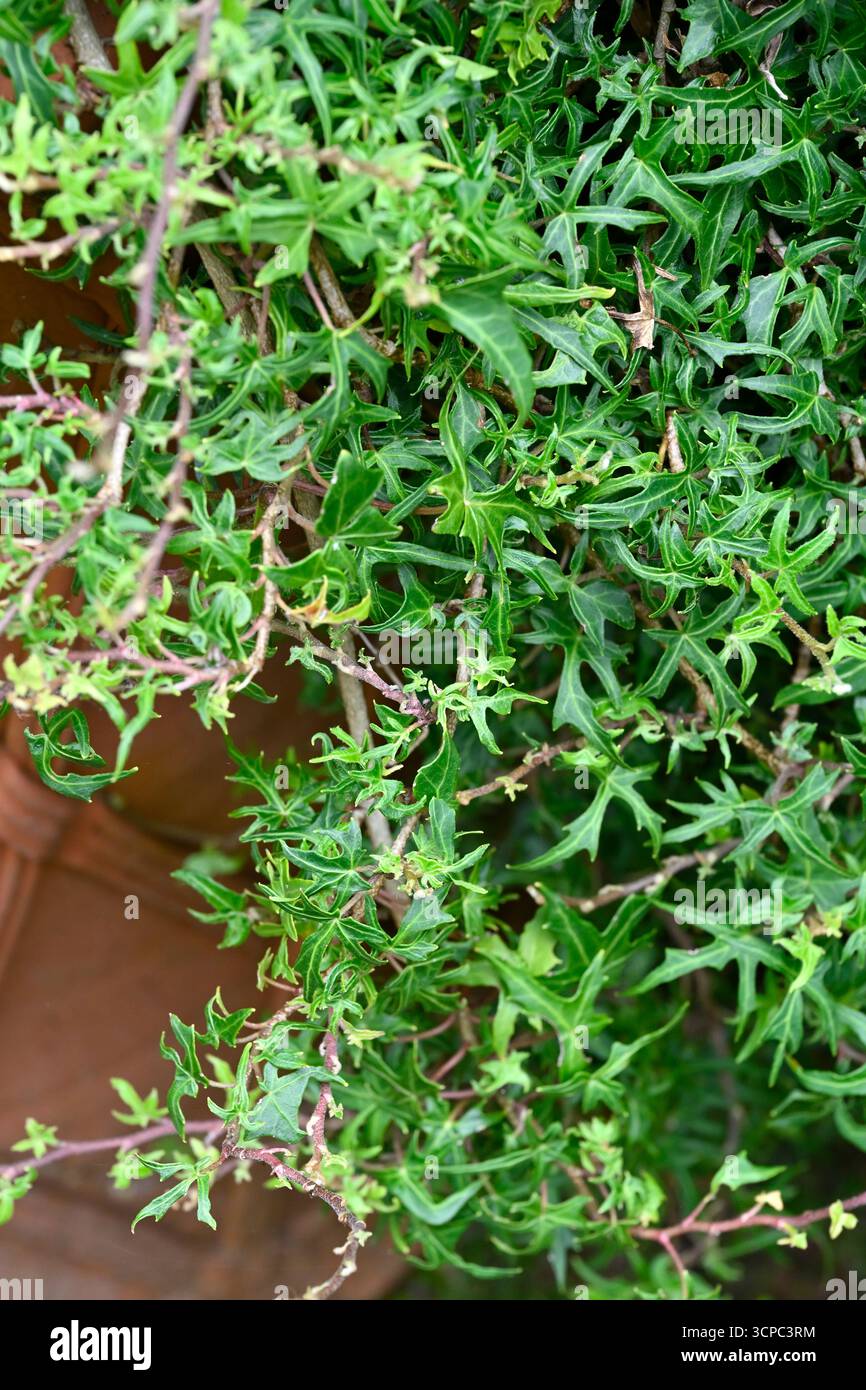 Hedera helix ivy garden hi-res stock photography and images - Alamy