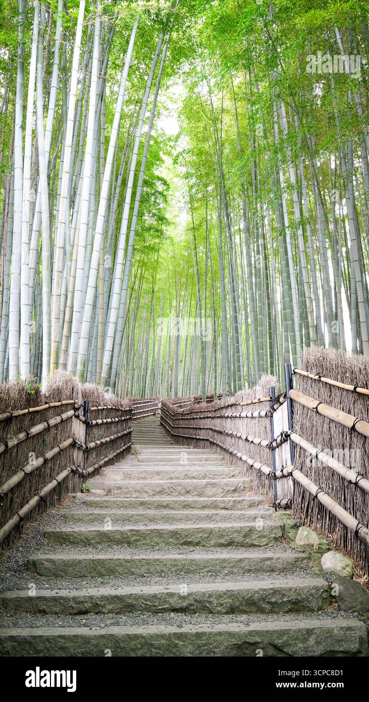Vertical view of a empty road in the fabulous bamboo forest in Kyoto, Japan Stock Photo