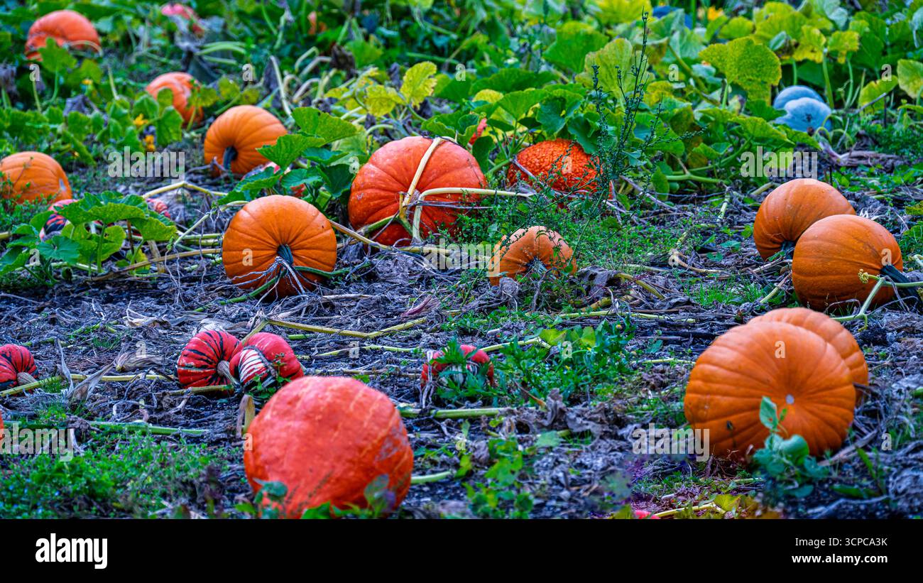 A photo of differently colored pumpkins lying in a field waiting to be ...