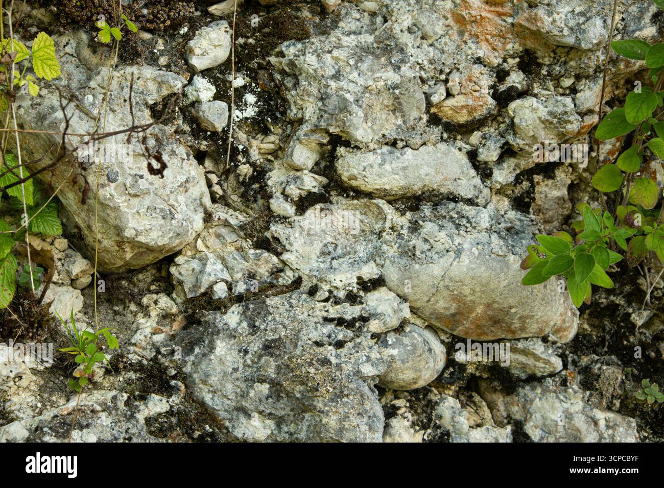 Green Plant Branch Growing on Natural Stone Surface, Eco Nature Background. Stock Photo
