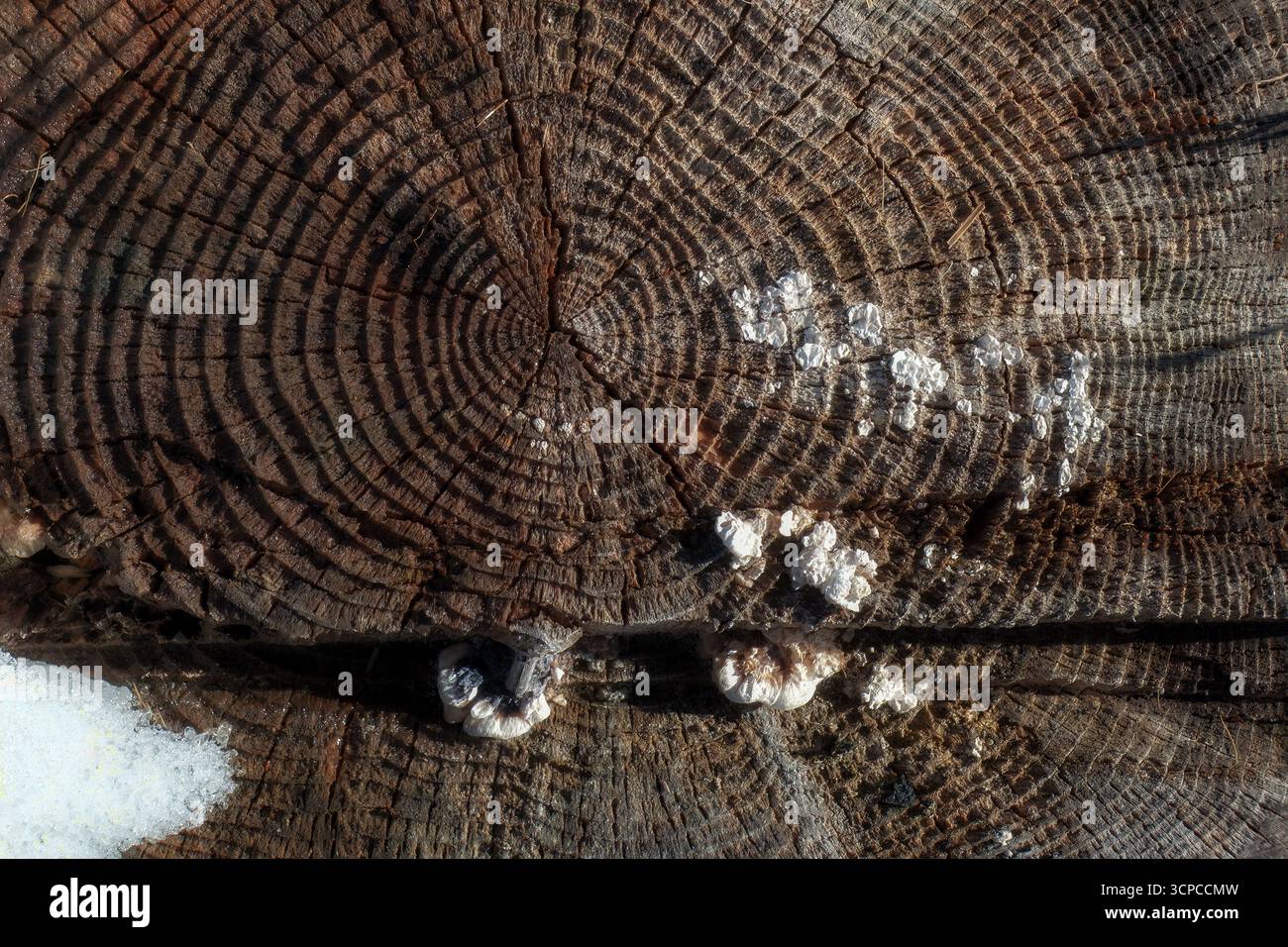 Close-up of a weathered tree trunk showing detailed growth rings and white fungal formations. The texture and natural decay highlight the passage of t Stock Photo