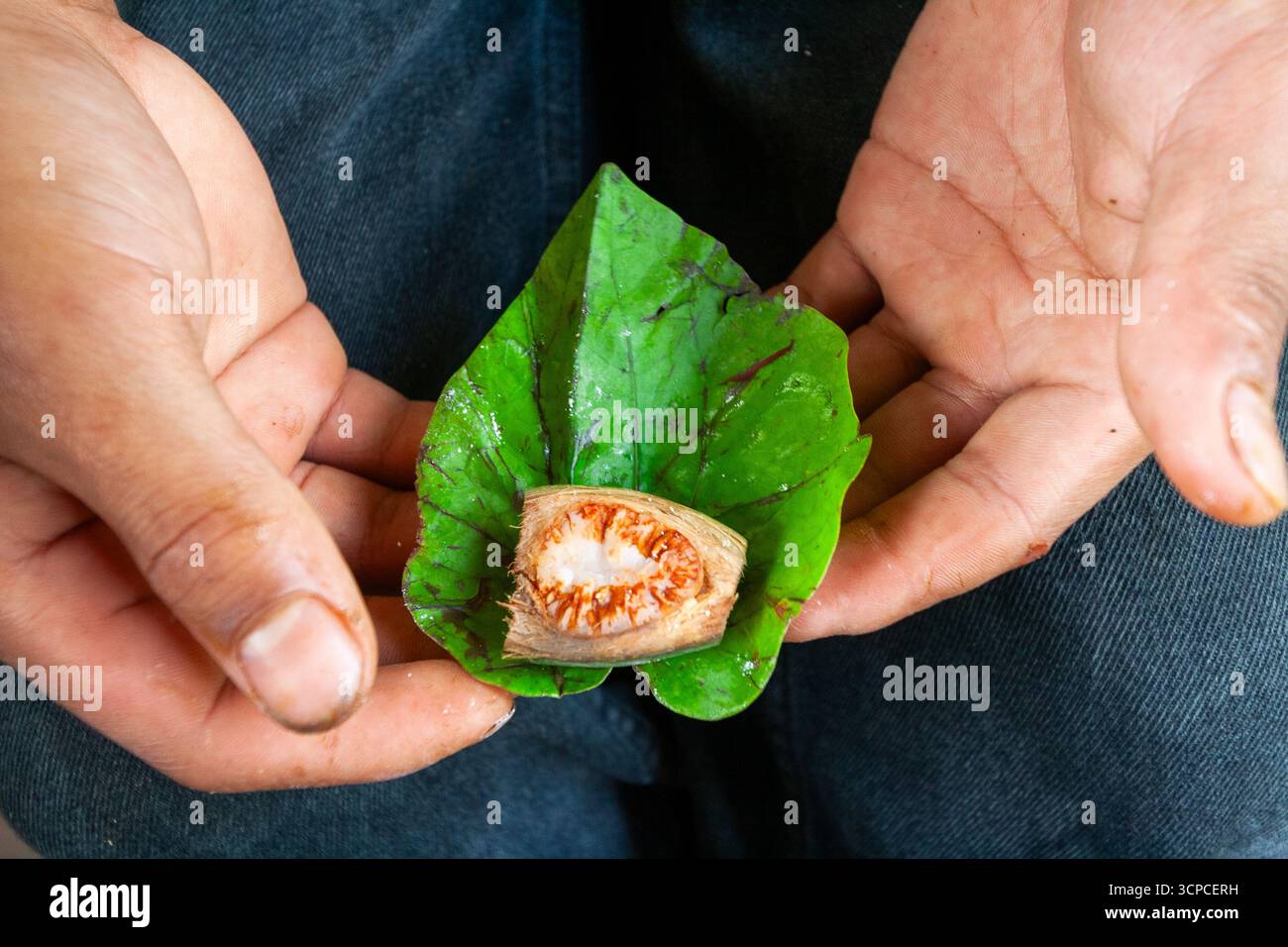 A hand holding betel leaf, sliced areca nut, and lime powder, essential ...
