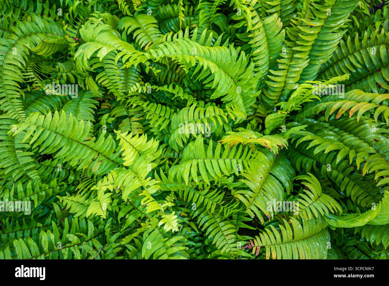 Serene backdrop of nature hi-res stock photography and images - Alamy