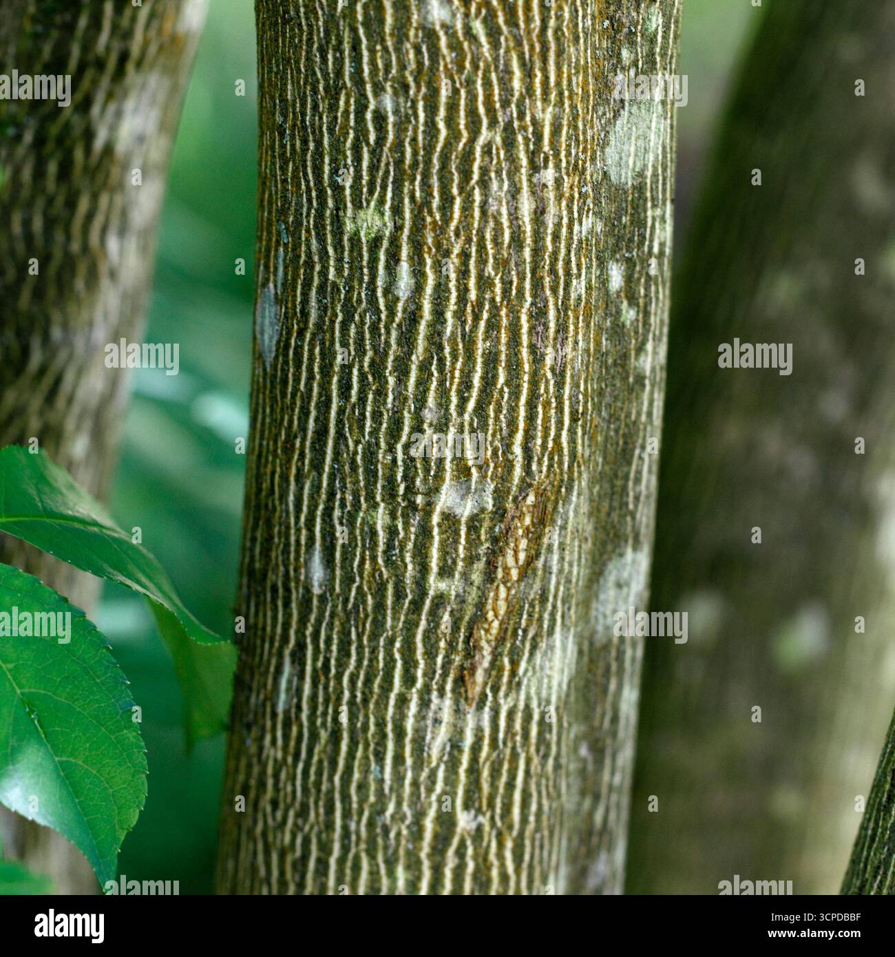 Snake Bark Maple Trees Snake Bark Maple Trees Stock Photo