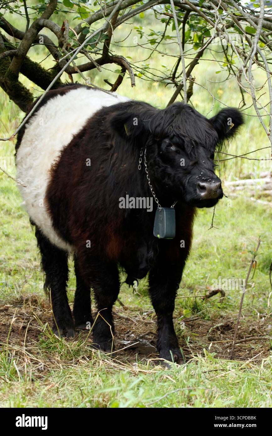 Belted Galloway cow variety with modern cowbell tracker device Stock Photo