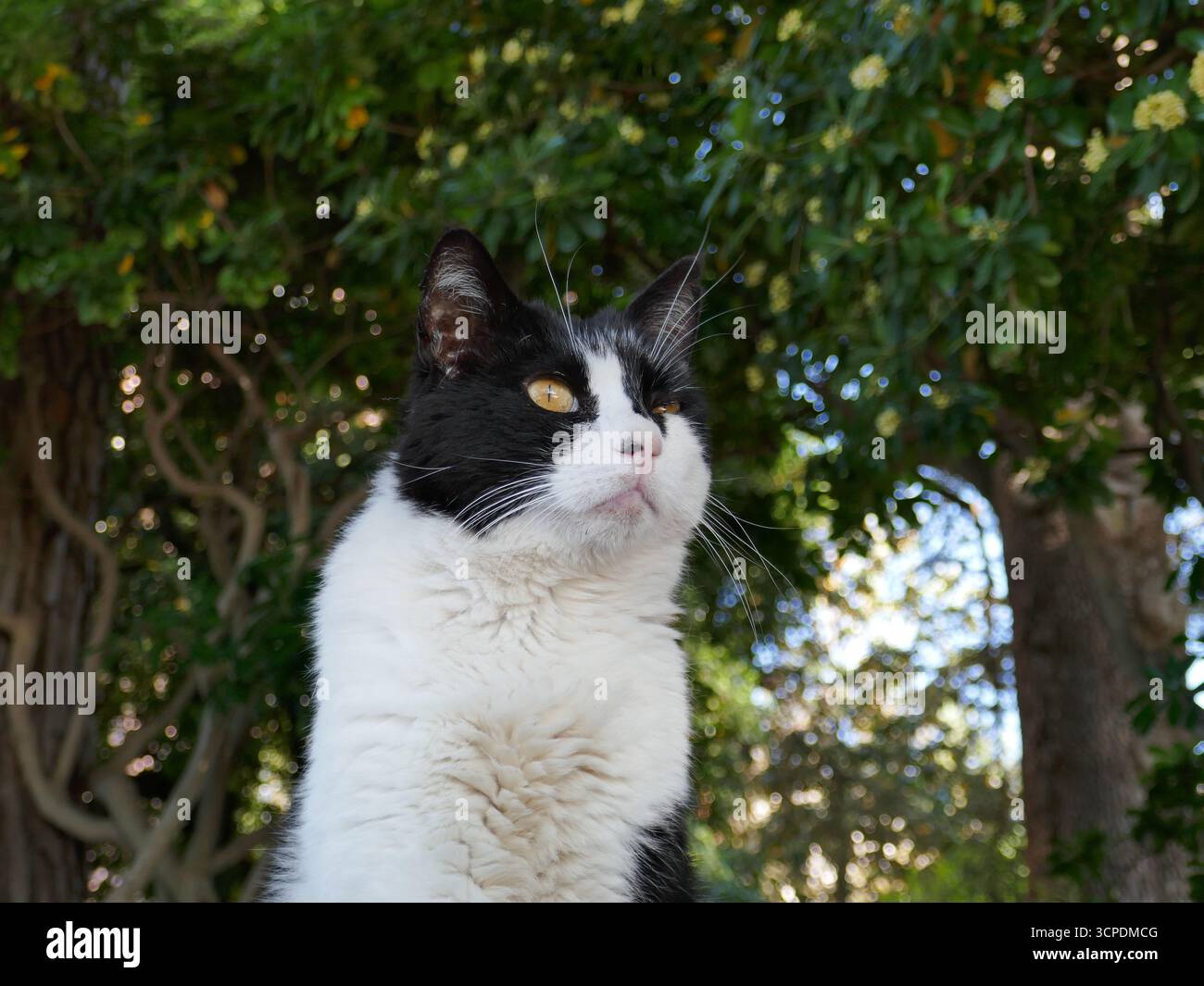 Black and white cat looking up outside face close-up Stock Photo - Alamy