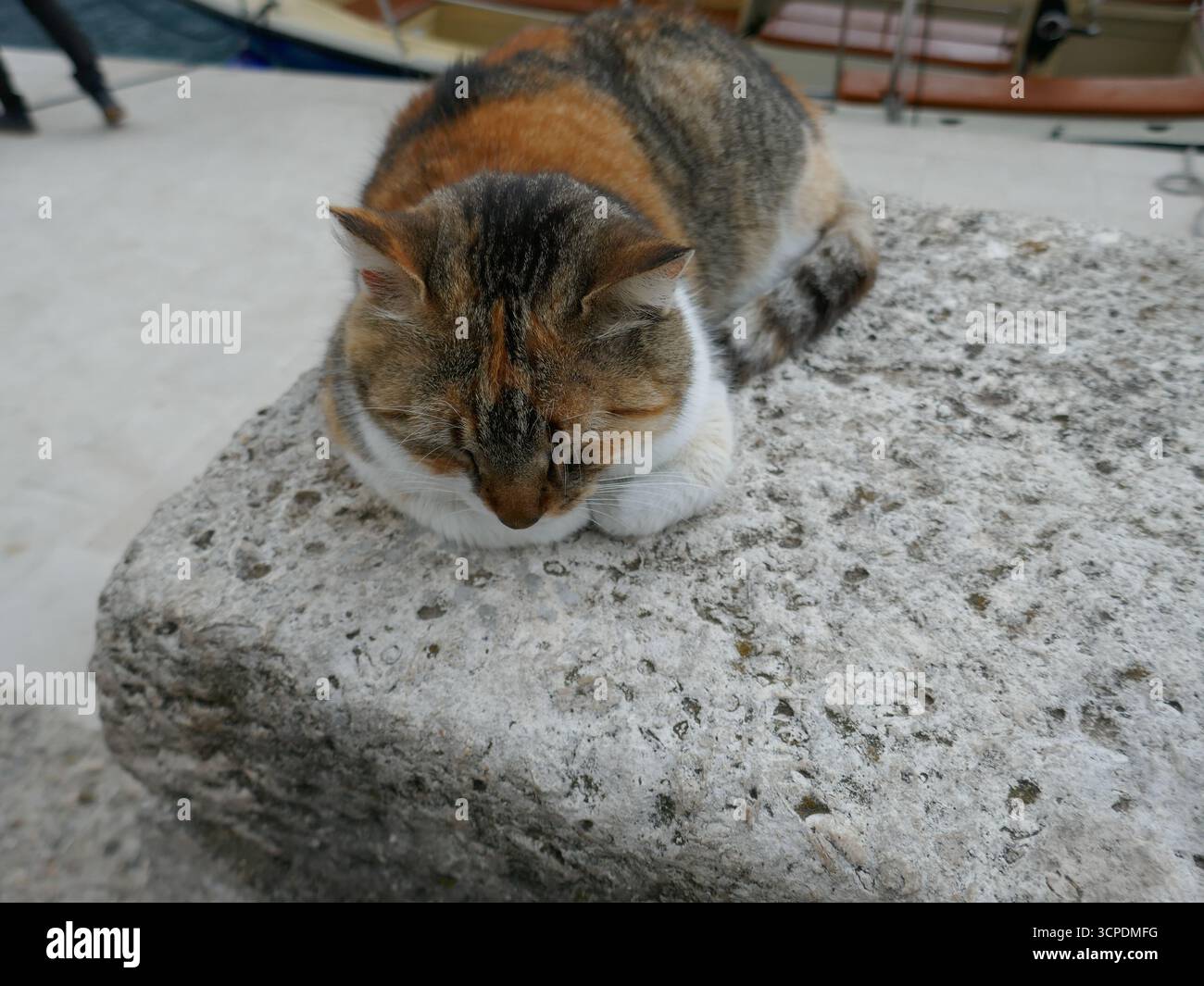 Sleeping calico cat outside on stone bench facing camera Stock Photo