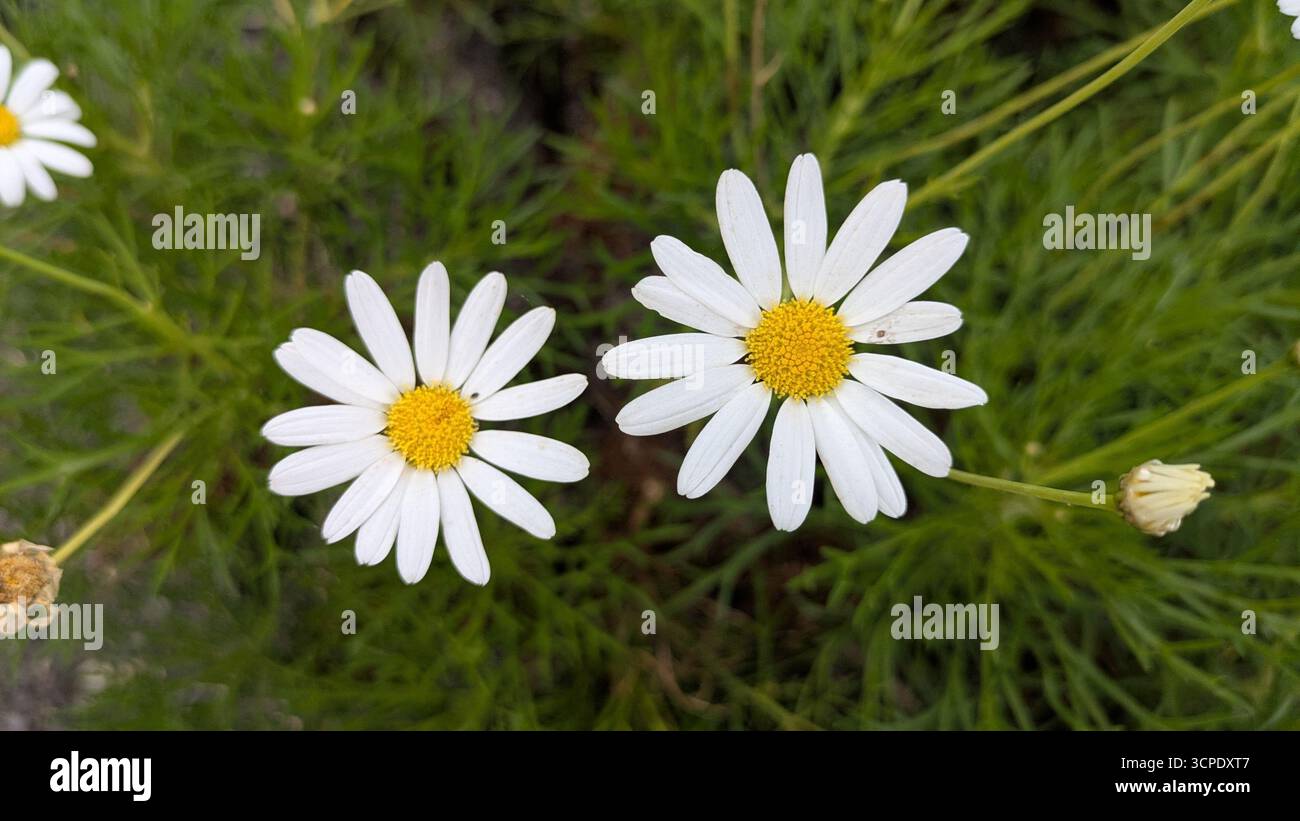 Detalles - Smartphone Captured Stock Image