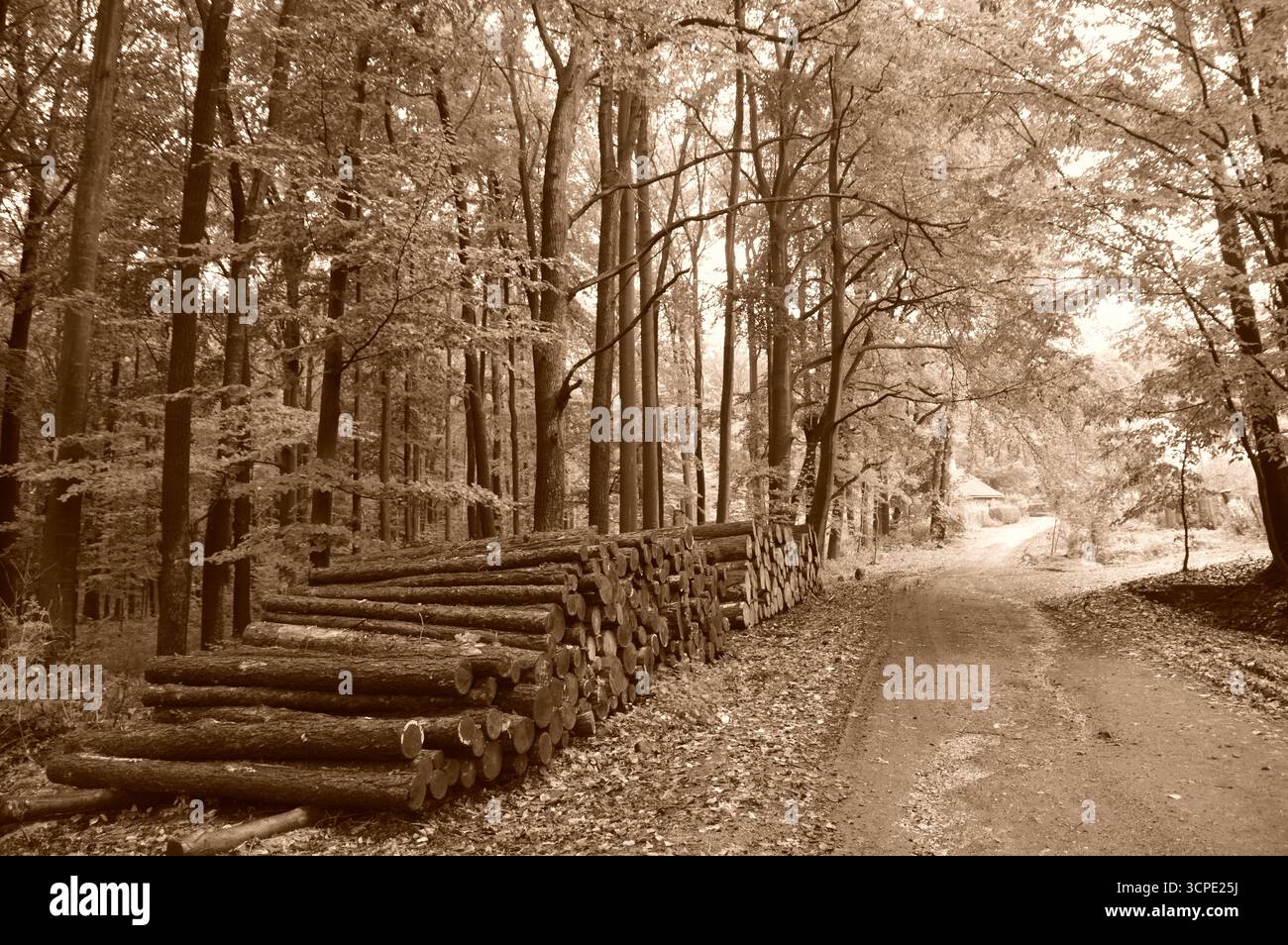 Forest road with stacked timber logs along the path in the Las Murckowski forest, Poland. Sepia-toned autumn landscape. Stock Photo