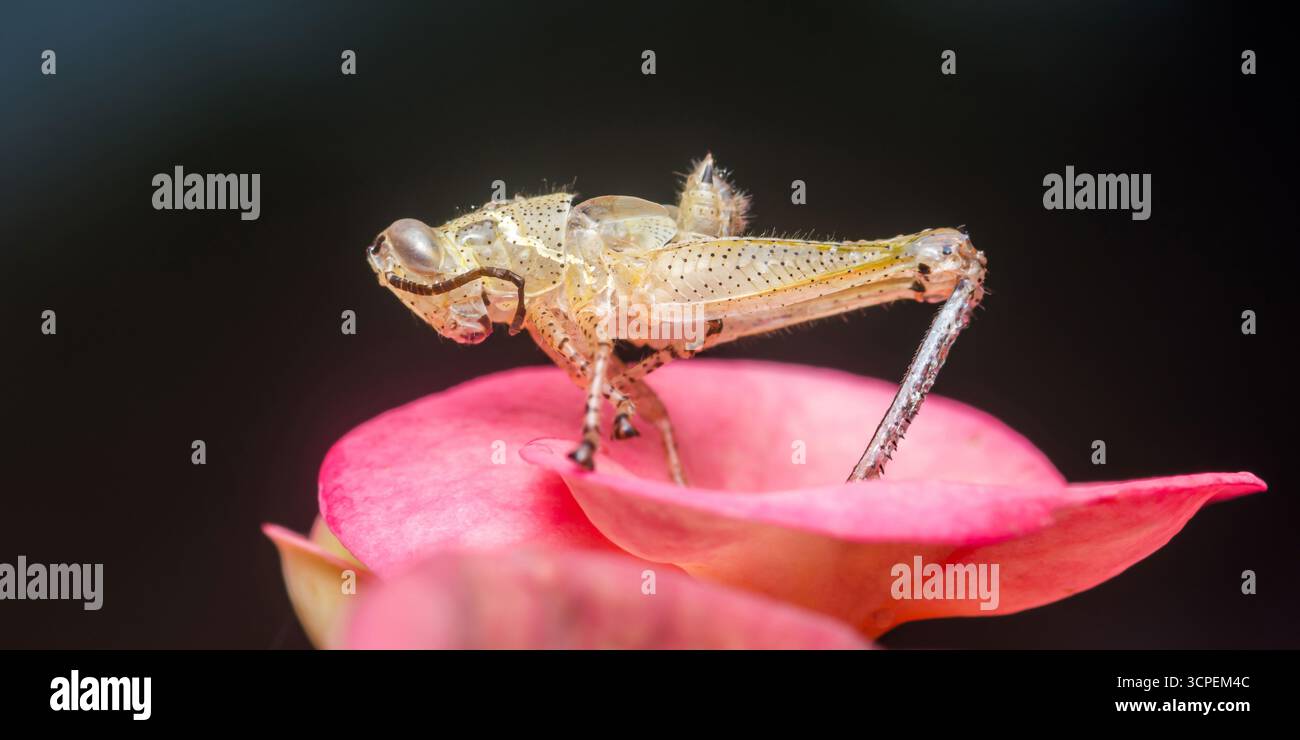 Grasshopper on pink flower hi-res stock photography and images - Page 2 -  Alamy