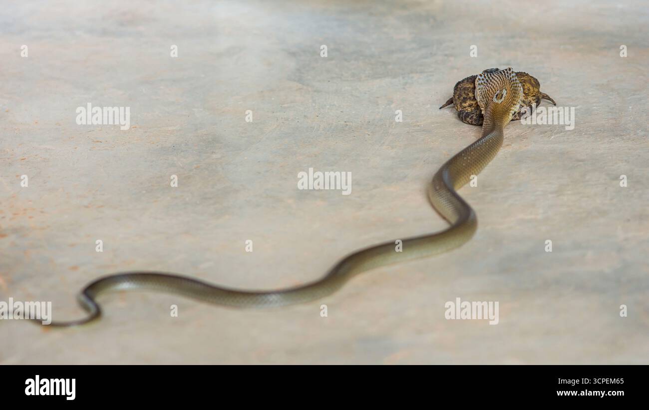 Its distinctive markings on full hi-res stock photography and images ...