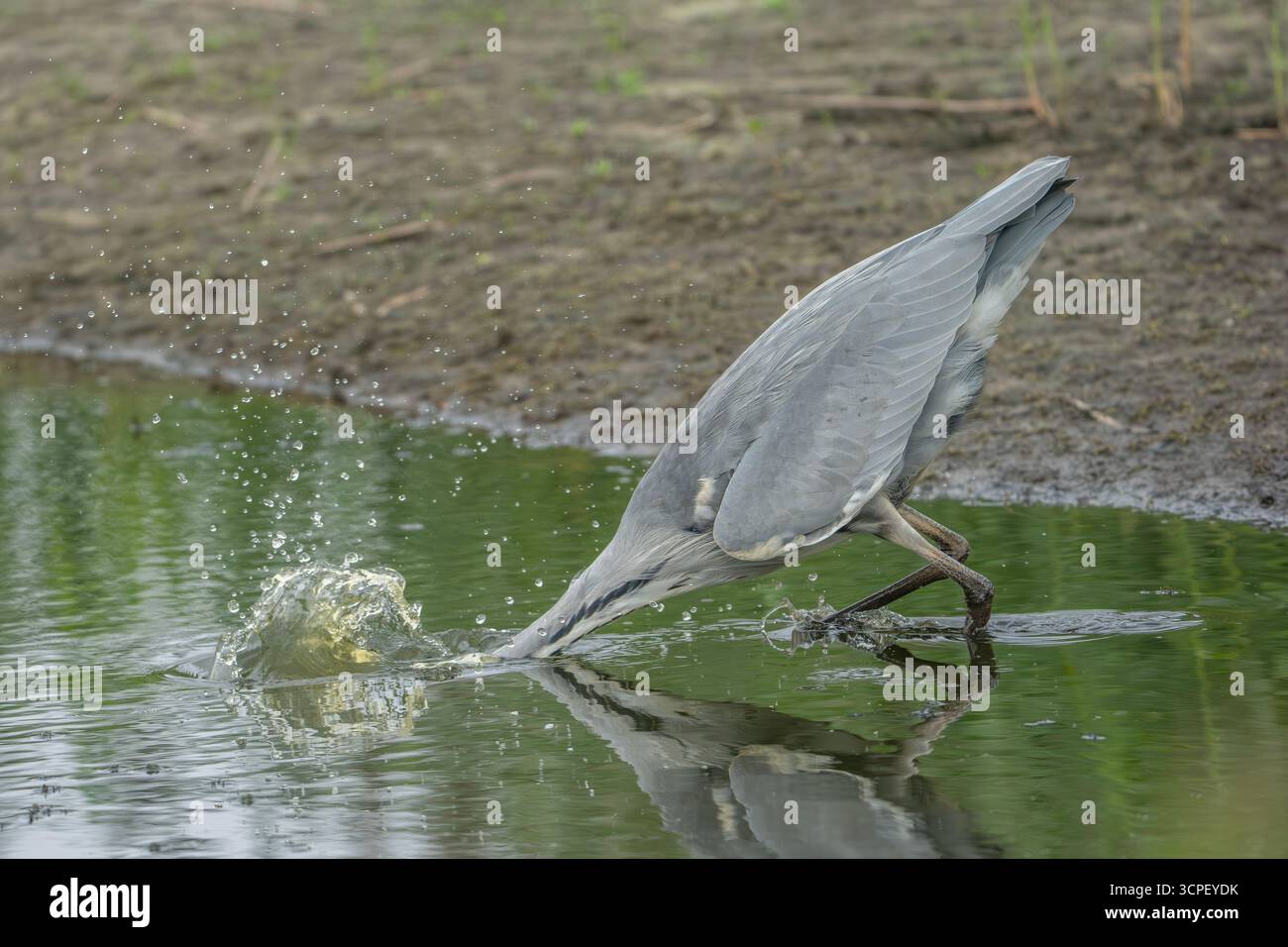 Grey Heron Ardea cinerea Stock Photo