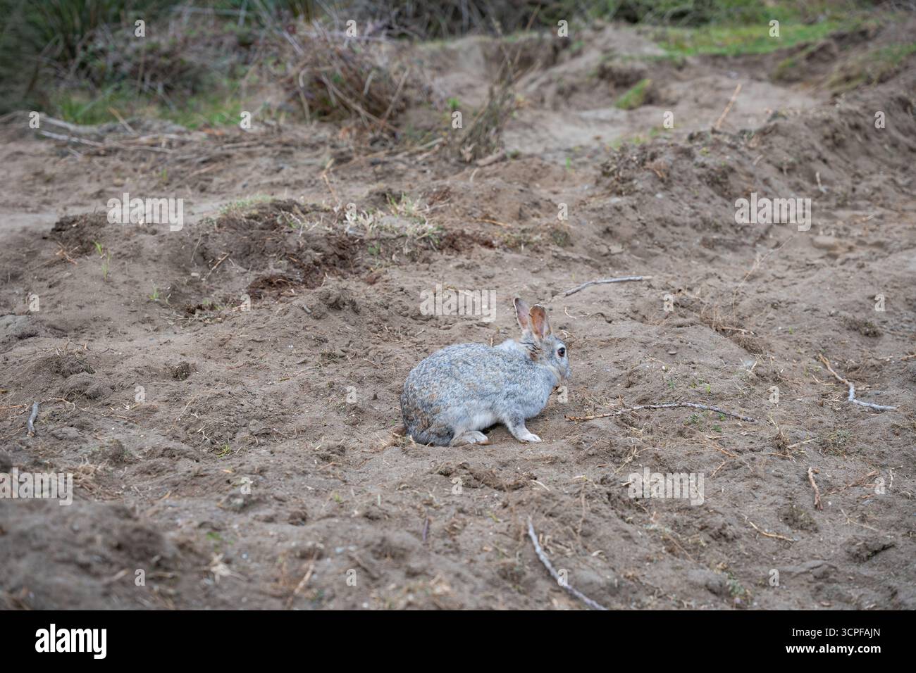 Wild grey rabbit sitting on a muddy dirt track with deep tire treads and bushes. Two wild rabbits resting Stock Photo